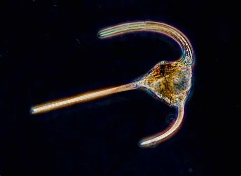  Armored Dinoflagellates: Tiny Armored Warriors of the Microscopic World!